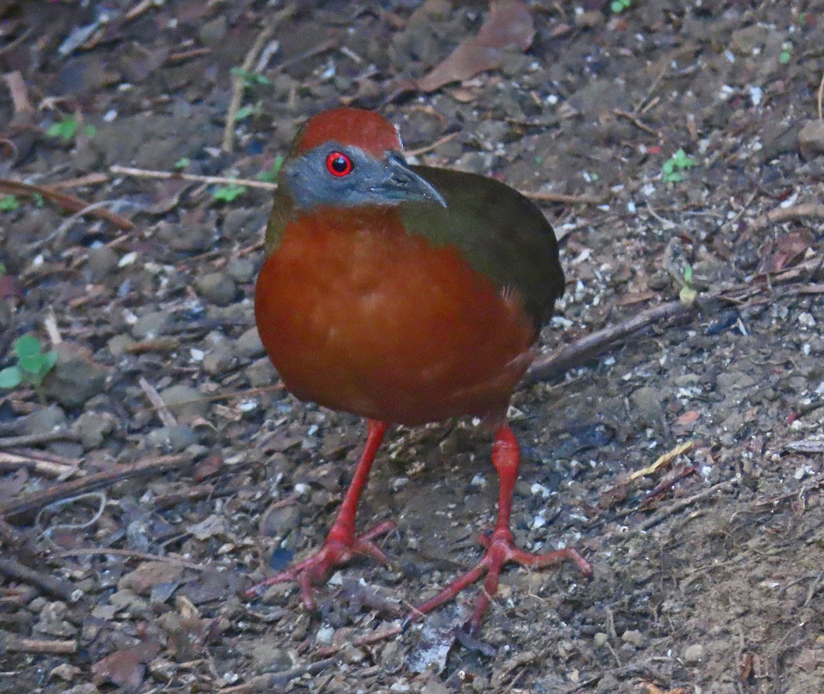 Russet-crowned Crake - ML505220451