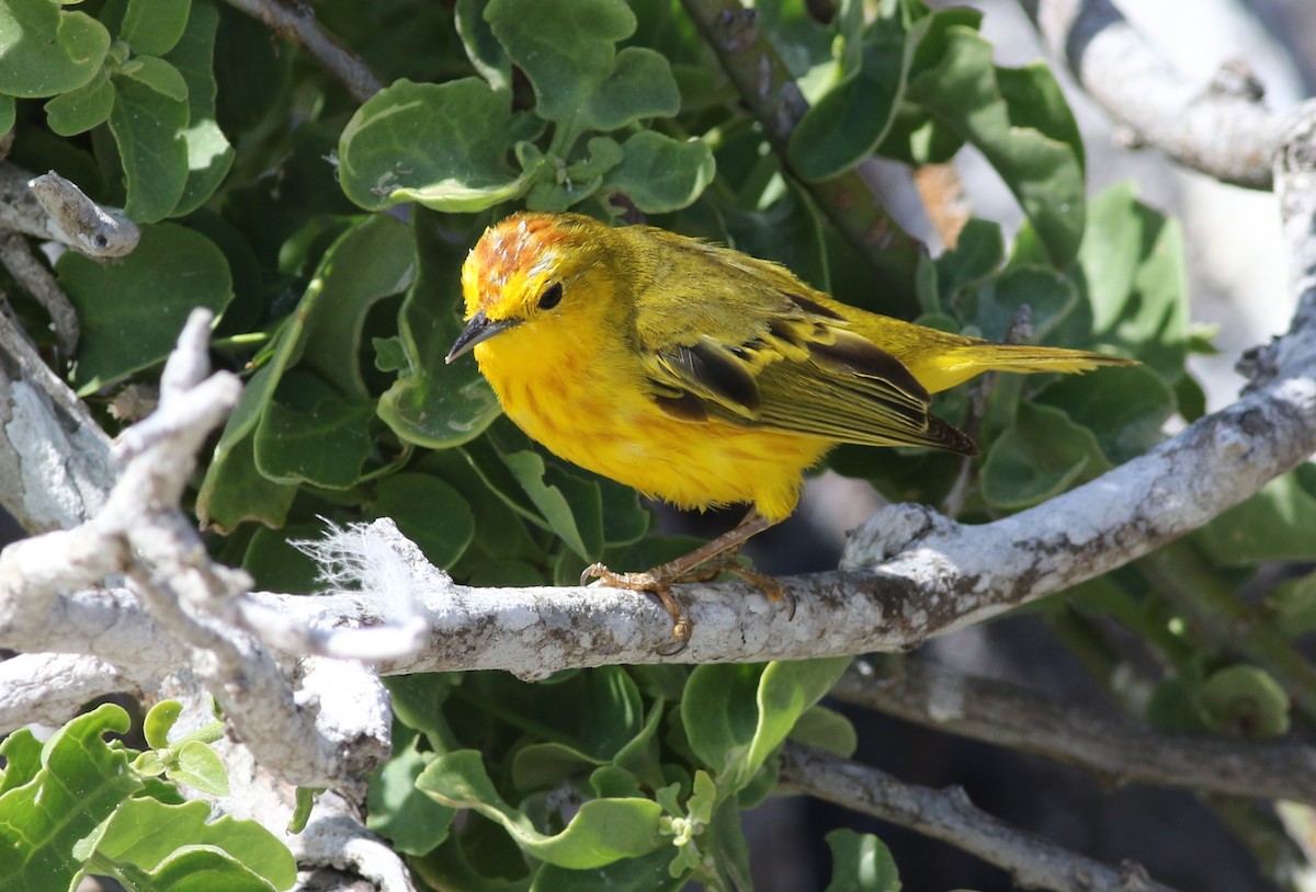 Yellow Warbler - ML505221561