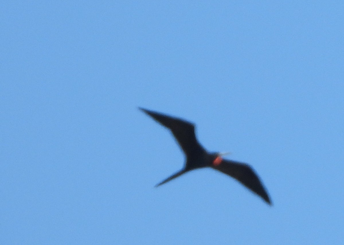 Magnificent Frigatebird - ML505222031