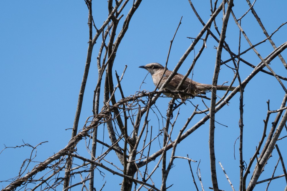 Chalk-browed Mockingbird - ML505223291