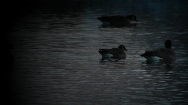 Cackling Goose (Richardson's) - ML505225671