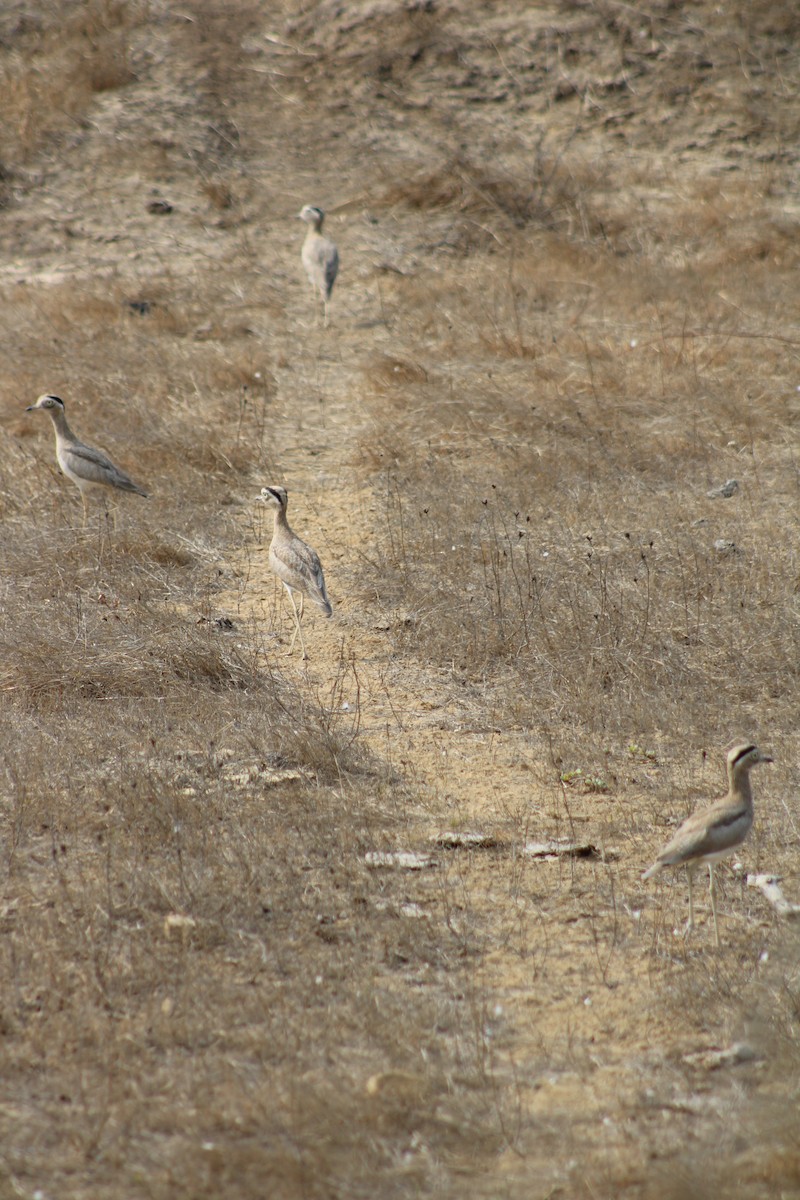 Peruvian Thick-knee - ML505226041