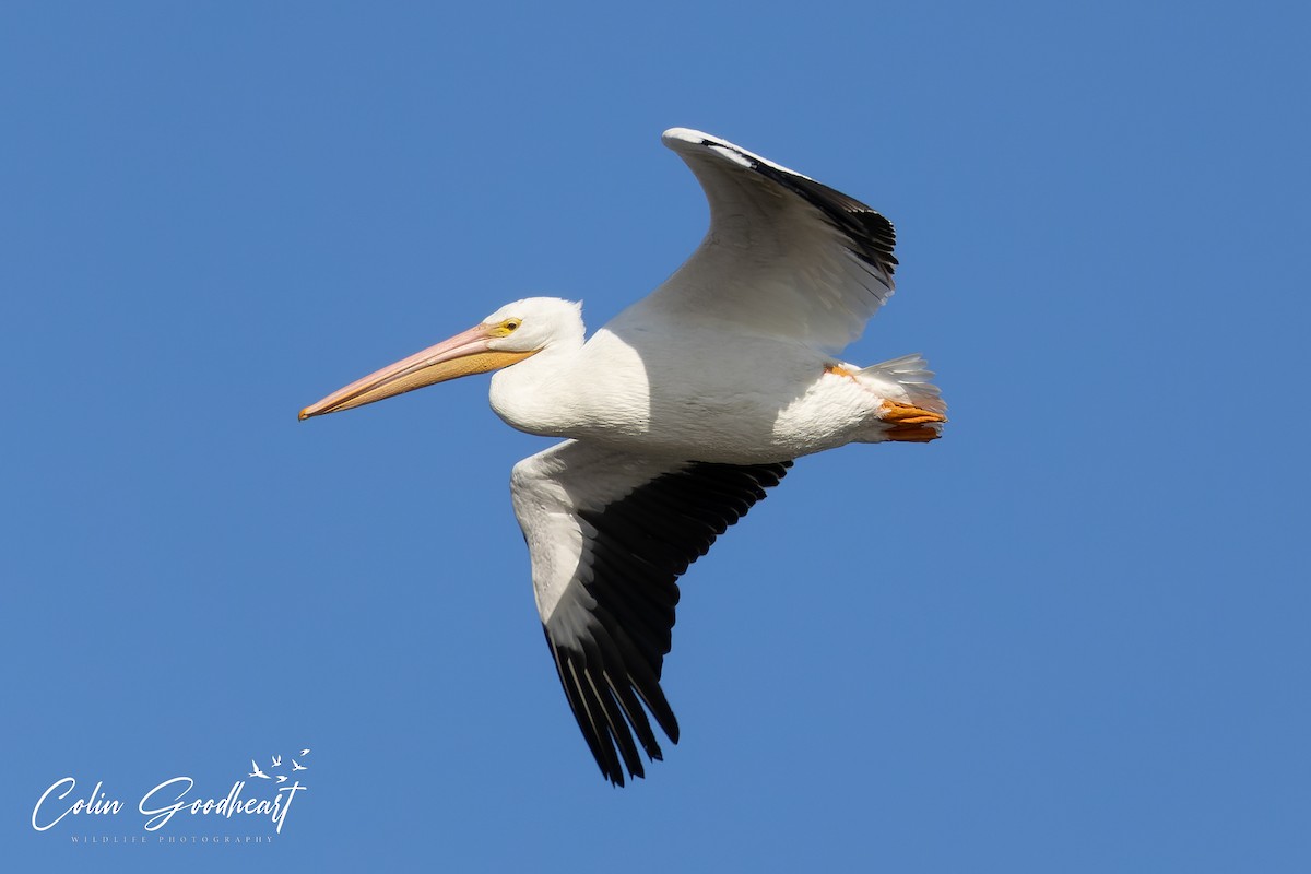 pelikán severoamerický - ML505226251