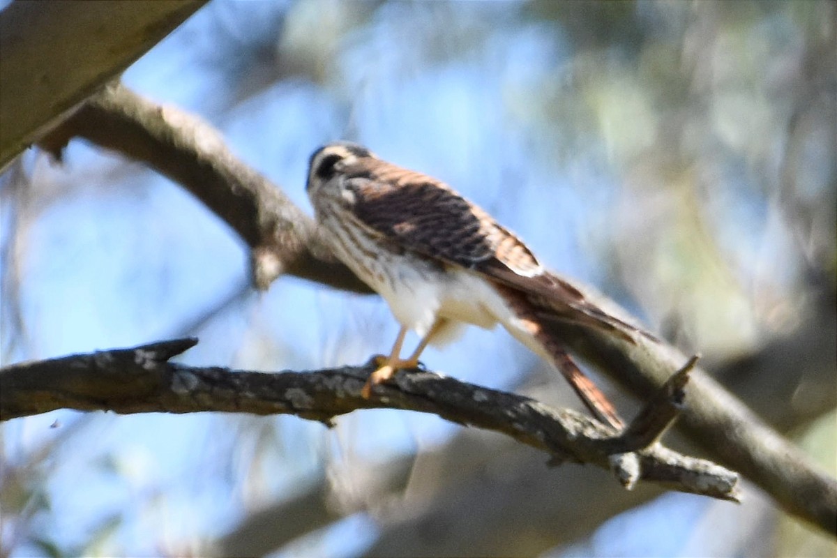 American Kestrel - ML505226291