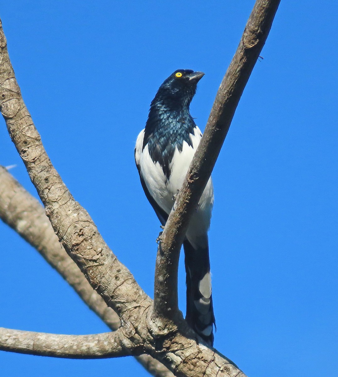 Magpie Tanager - ML505226421