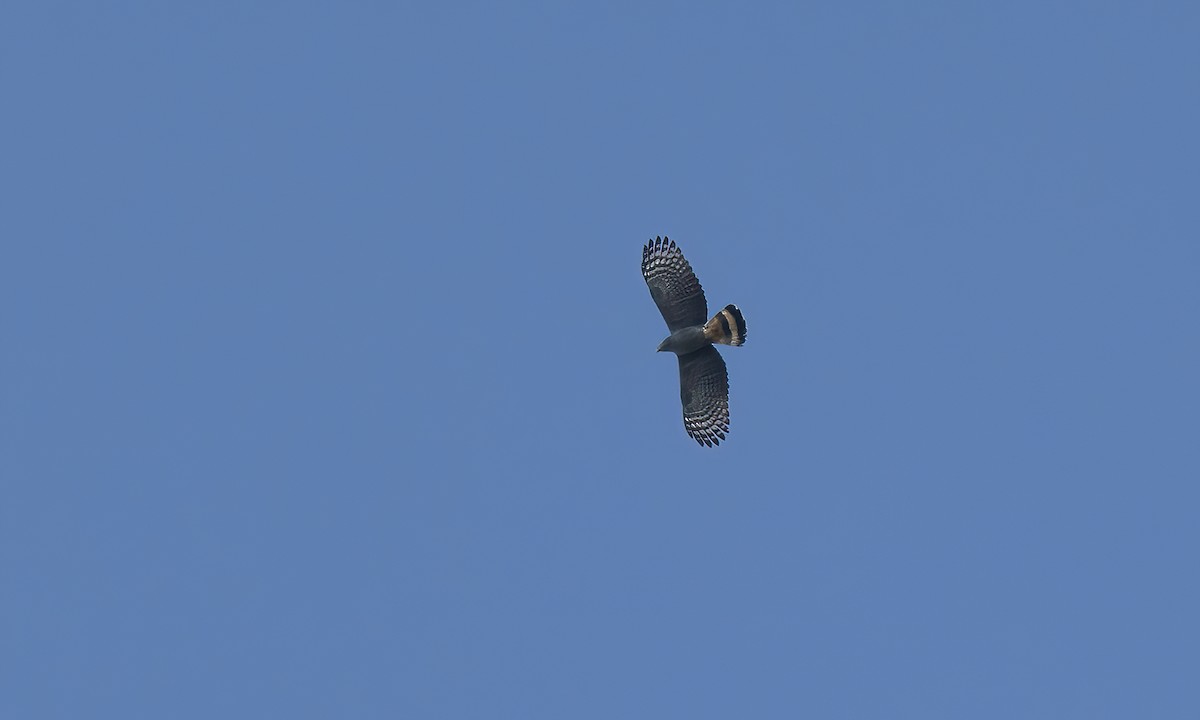 Hook-billed Kite - ML505227121