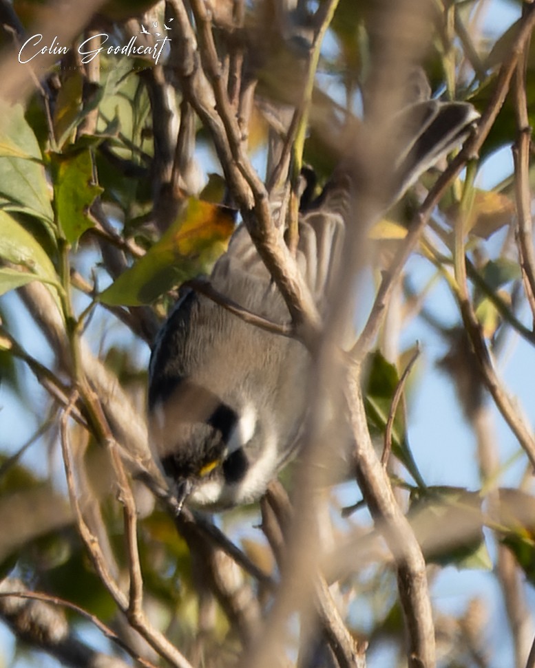 Black-throated Gray Warbler - Colin Goodheart