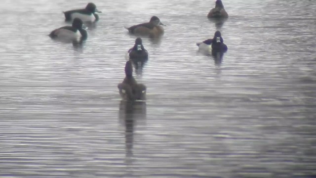 Тэнгисийн шумбуур - ML505227401