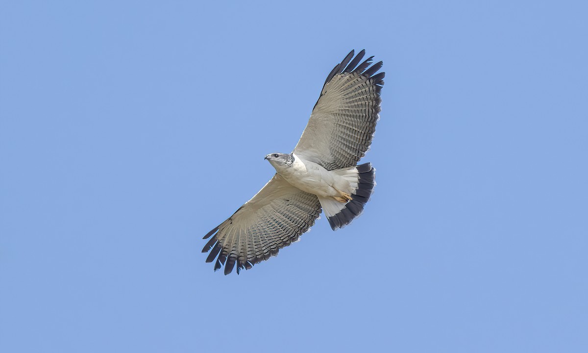 Gray-backed Hawk - Paul Fenwick