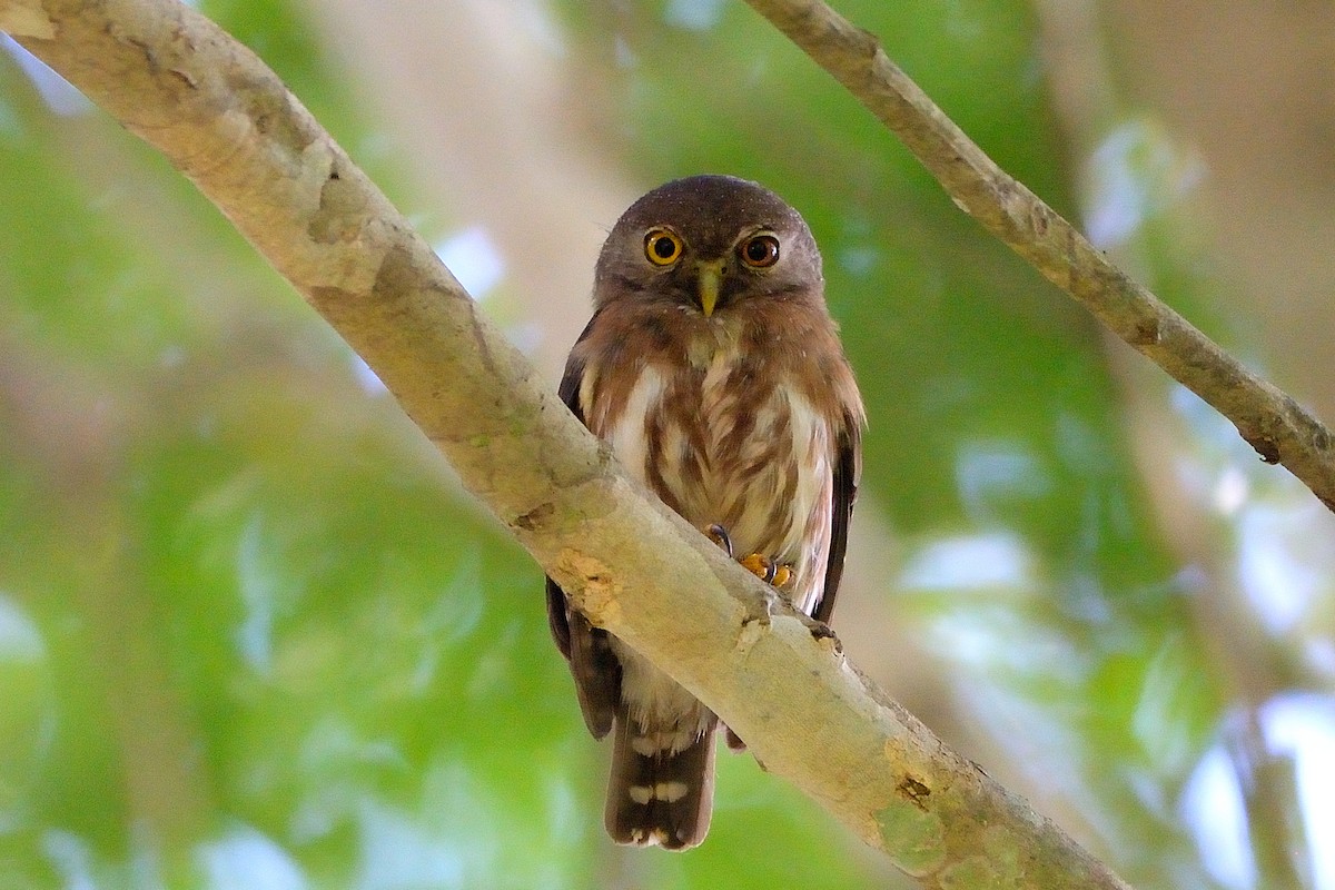 Amazonian Pygmy-Owl - ML505228341