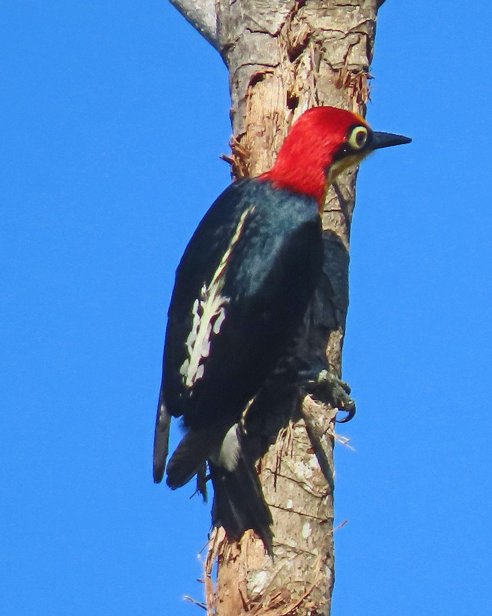 Yellow-fronted Woodpecker - ML505228381