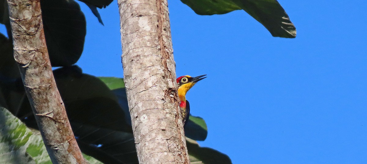 Yellow-fronted Woodpecker - ML505228391