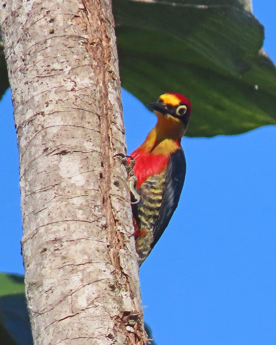 Yellow-fronted Woodpecker - ML505228401