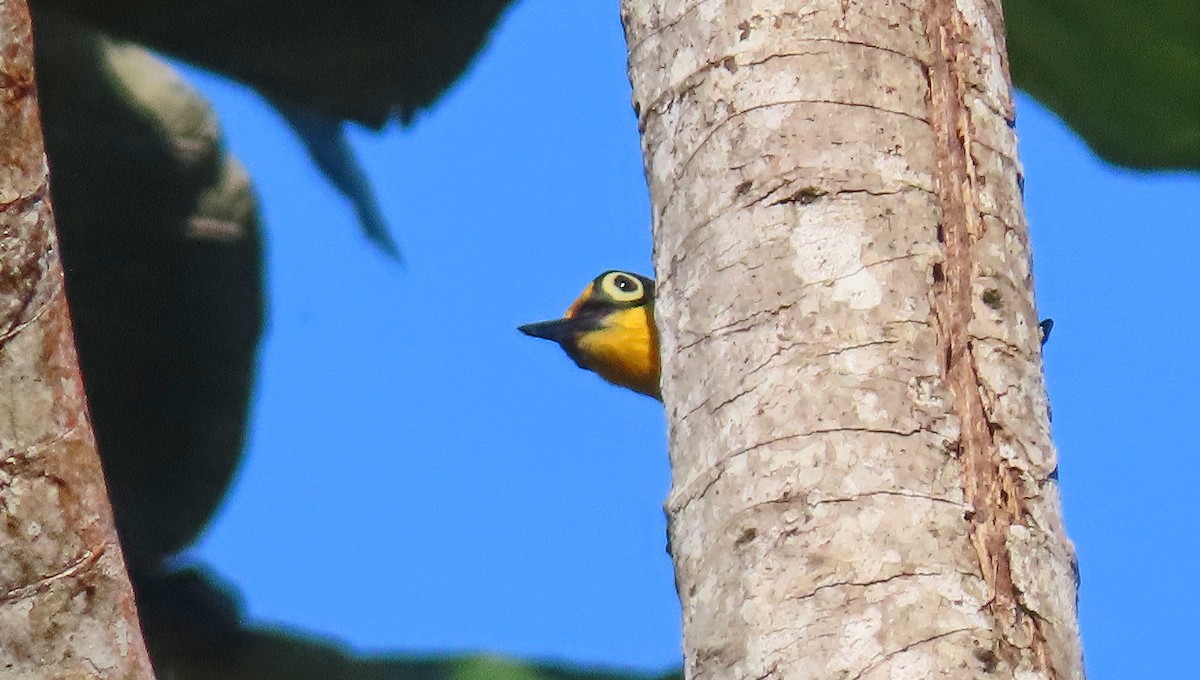 Yellow-fronted Woodpecker - ML505228411