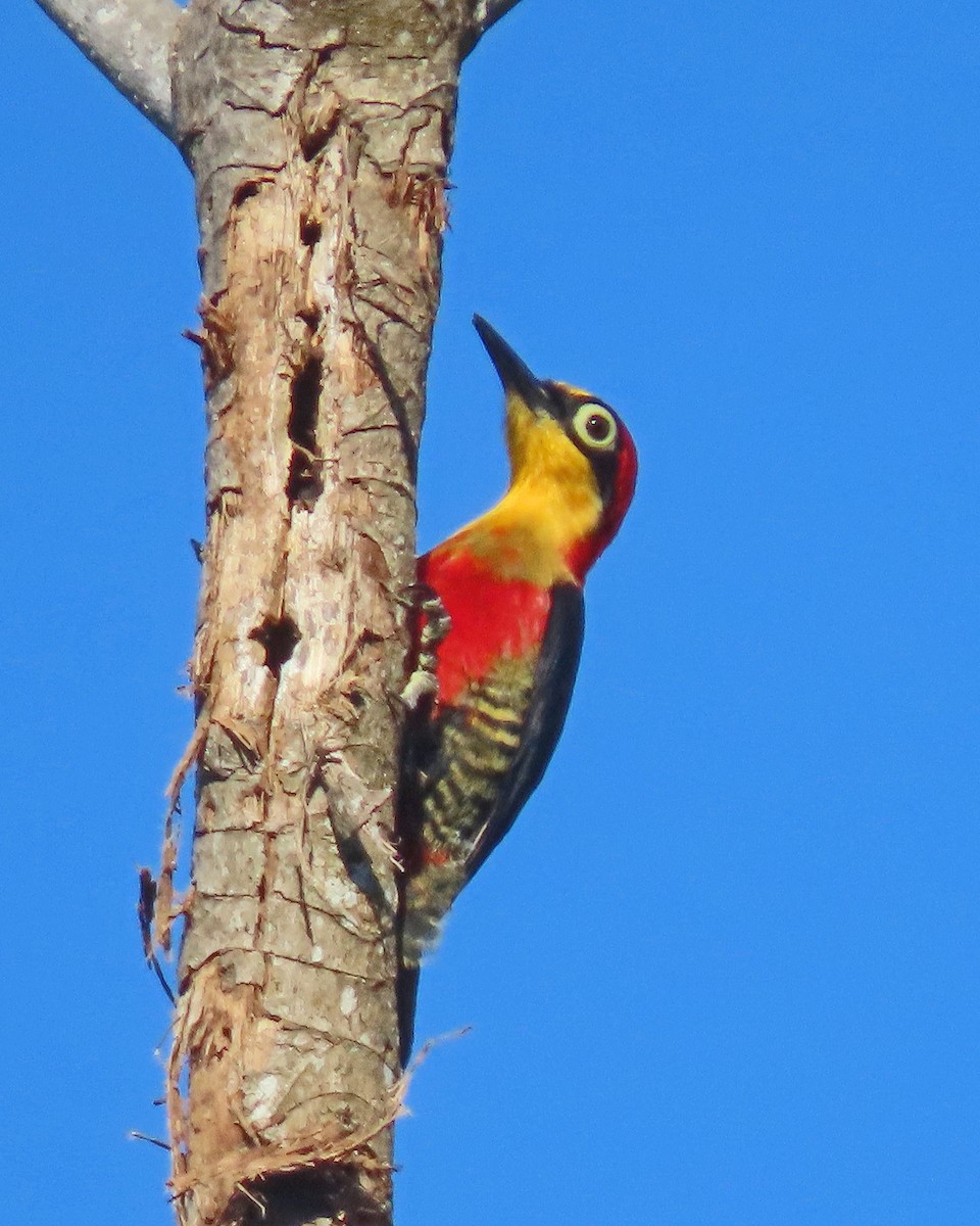 Yellow-fronted Woodpecker - ML505228421