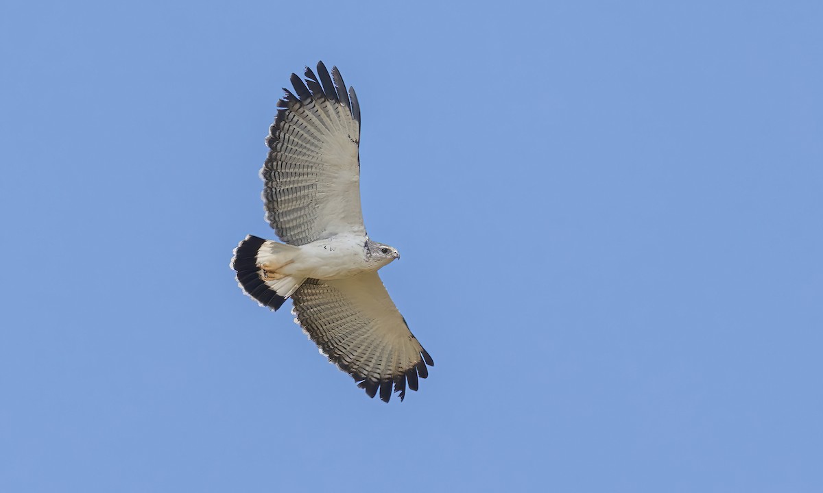 Gray-backed Hawk - Paul Fenwick