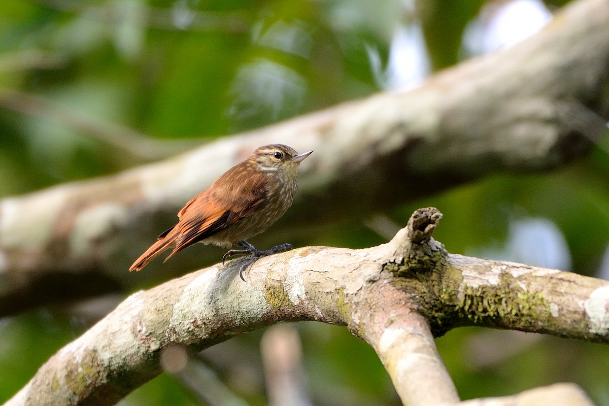 Slender-billed Xenops - ML505228531