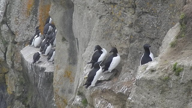 Guillemot de Brünnich - ML505228901