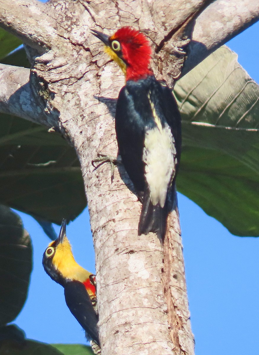 Yellow-fronted Woodpecker - ML505228961