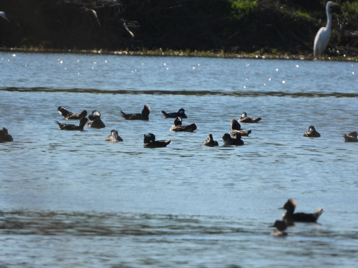 Hooded Merganser - ML505228991