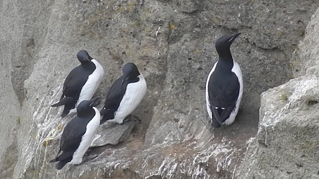 Guillemot de Brünnich - ML505229101