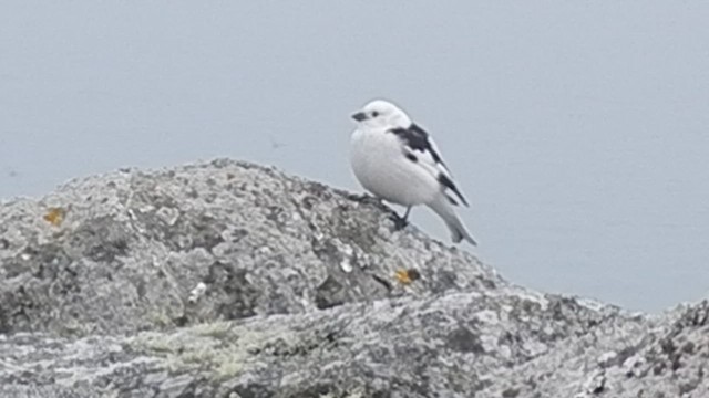 Snow Bunting - ML505229331