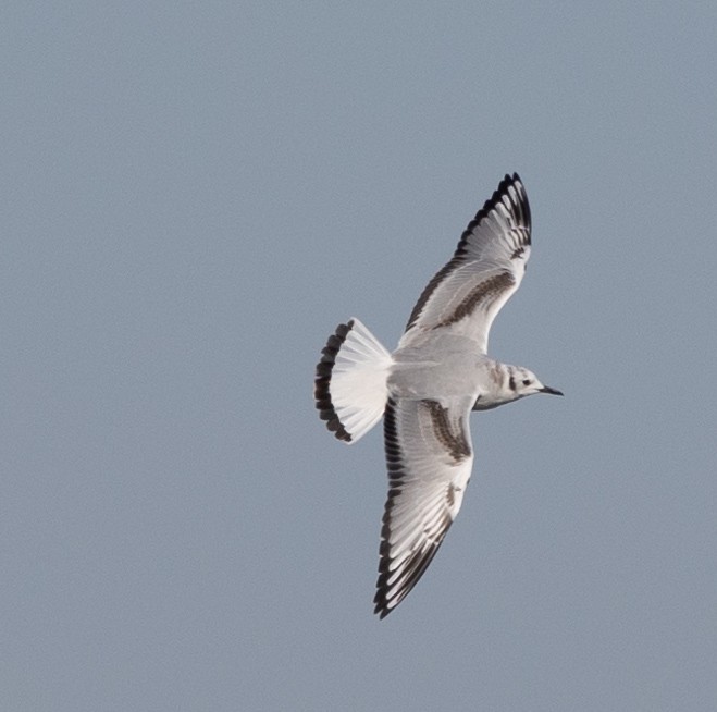 Bonaparte's Gull - ML505230171