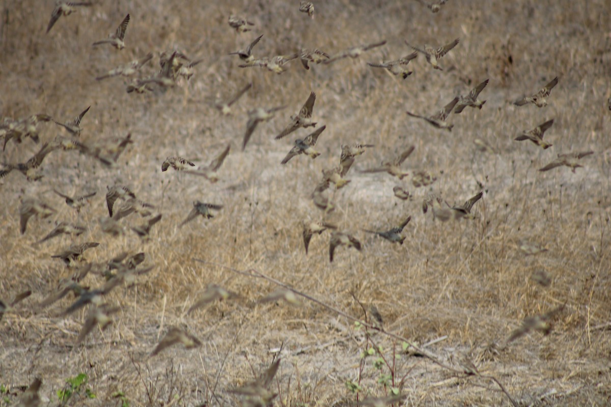 Sulphur-throated Finch - ML505230461