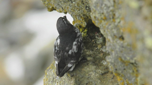 Least Auklet - ML505231921