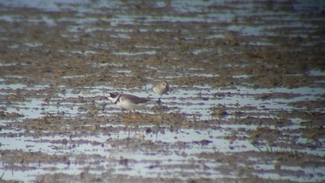 Western Sandpiper - ML505233771