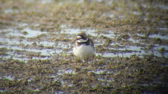 Semipalmated Plover - ML505233941