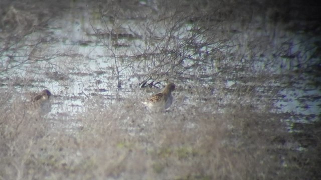 pygmésnipe - ML505234291