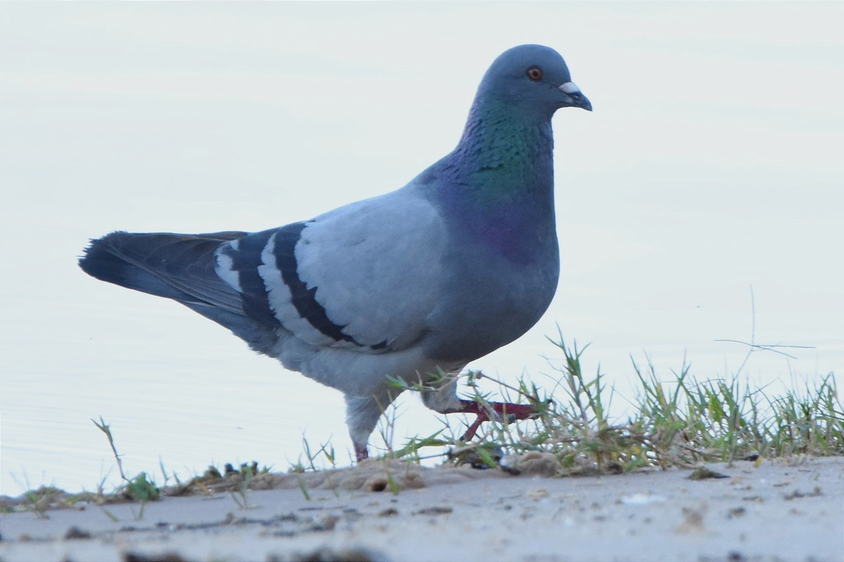 Rock Pigeon (Feral Pigeon) - ML505234481