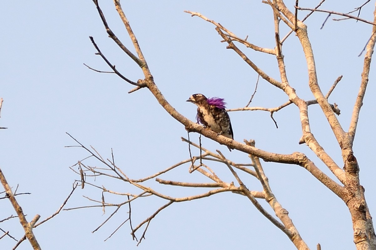 White-browed Purpletuft - ML505234541