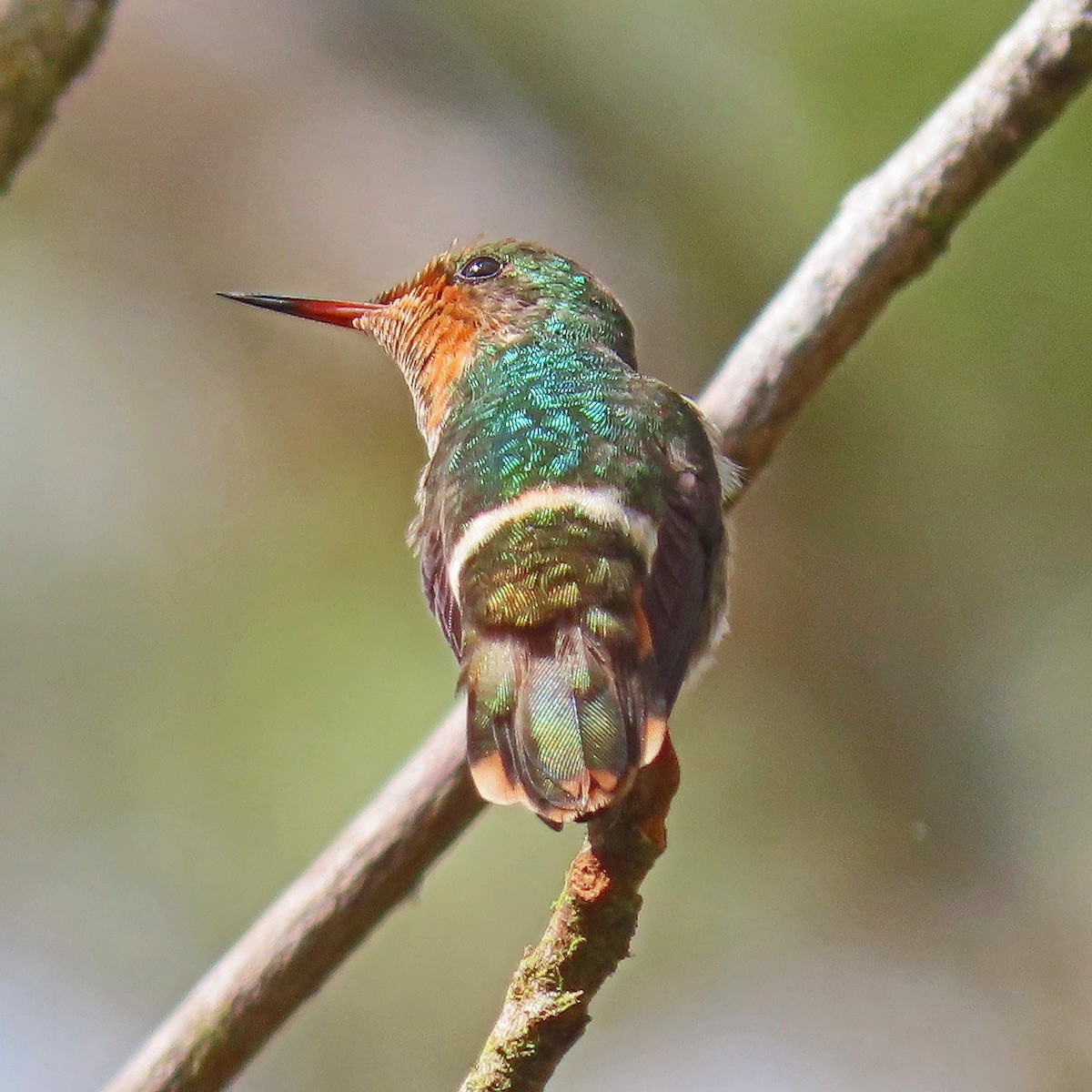 Frilled Coquette - Mark Amershek