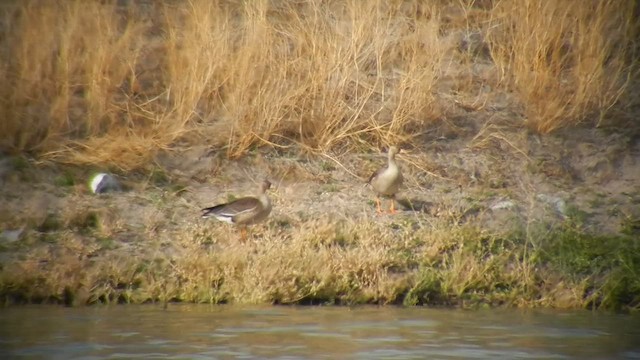 Greater White-fronted Goose - ML505236341