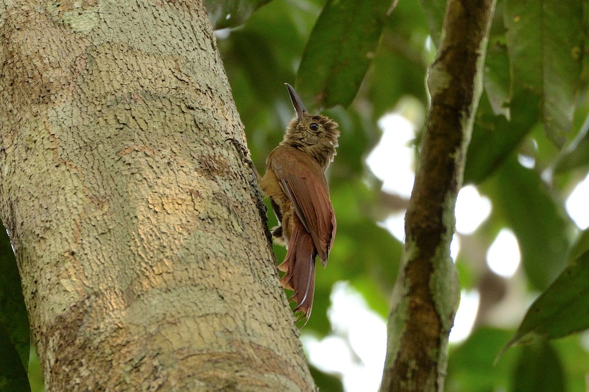 Amazonian Barred-Woodcreeper (Plain-colored) - ML505236531