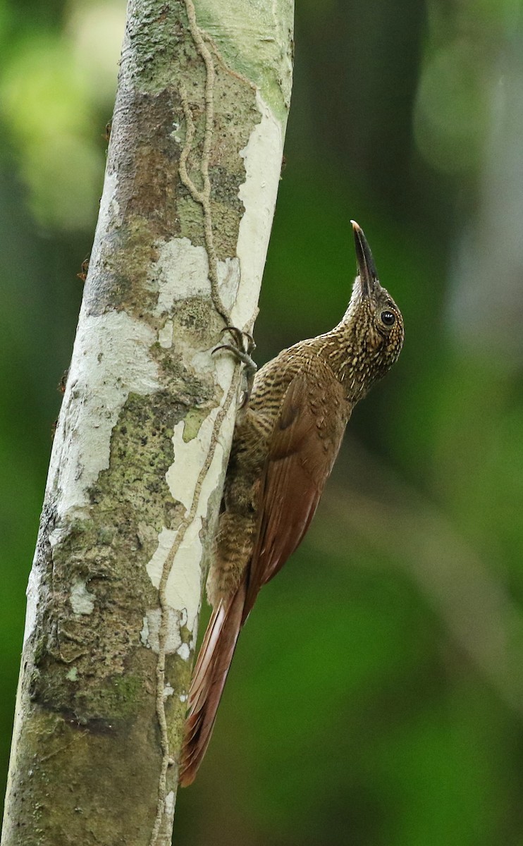 Black-banded Woodcreeper - Luke Seitz