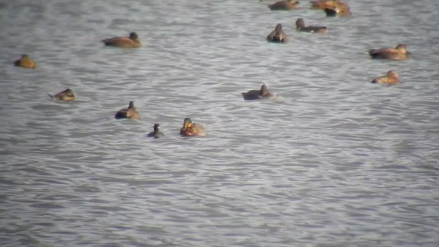 Gadwall x Mallard (hybrid) - ML505237441