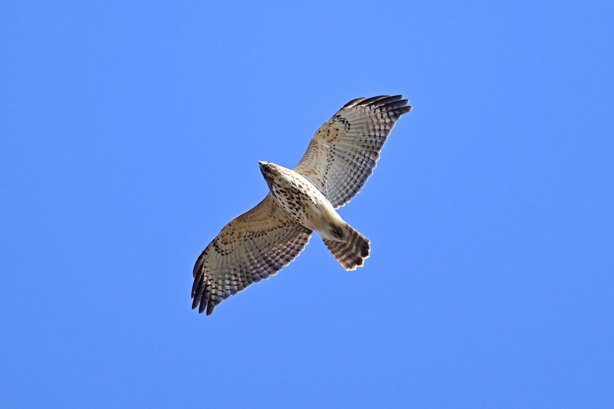 Red-shouldered Hawk - ML505238081