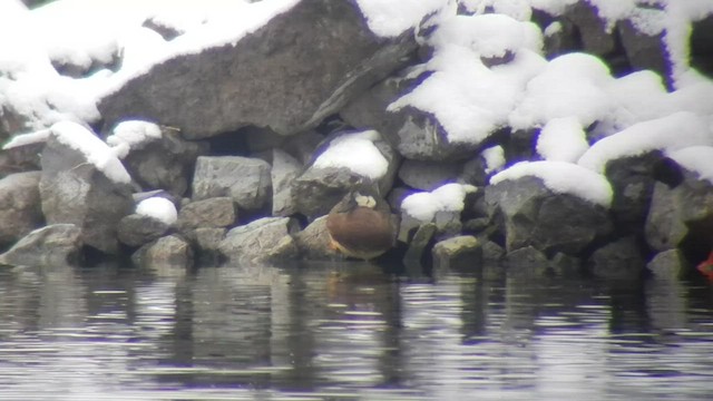 Northern Shoveler x Gadwall (hybrid) - ML505240661