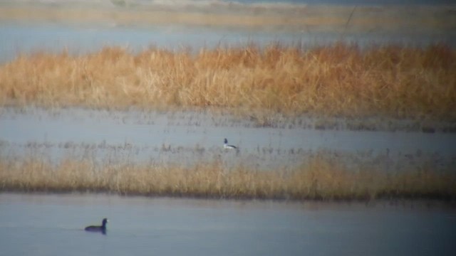 Bufflehead x Common Goldeneye (hybrid) - ML505242601