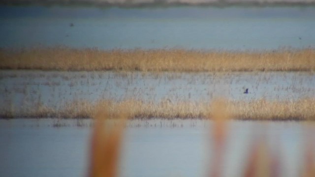 Bufflehead x Common Goldeneye (hybrid) - ML505242651