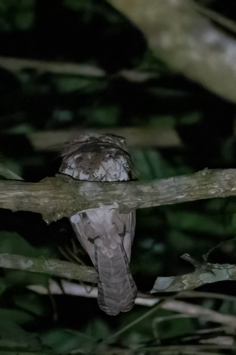 Blyth's Frogmouth (Blyth's) - Gustino Lanese