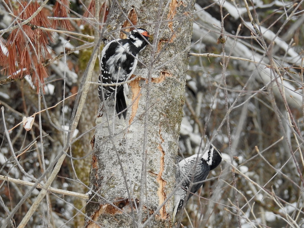 Black-backed Woodpecker - ML505244911