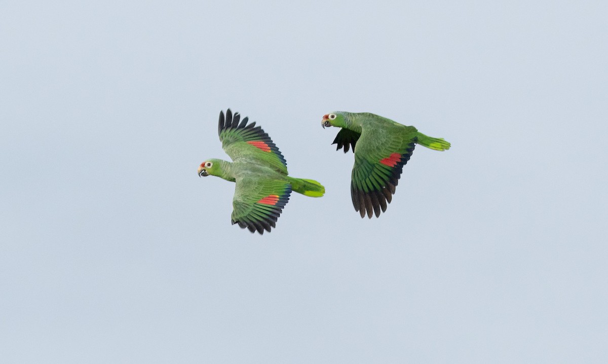 Red-lored Parrot - Stephen Menzie