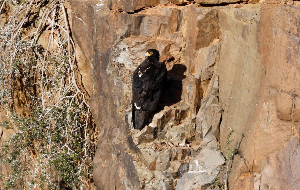 Águila Cafre - ML505245491