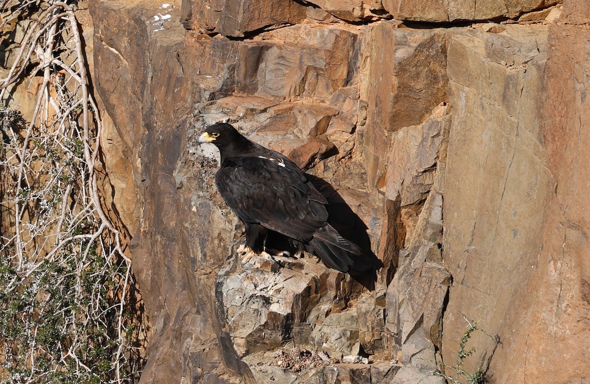 Águila Cafre - ML505245531