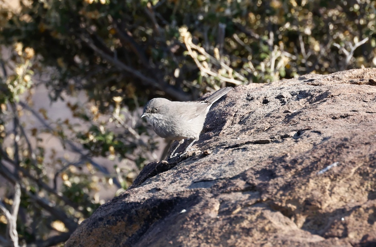 Layard's Warbler - Robert Wallace