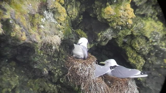 Black-legged Kittiwake - ML505248521